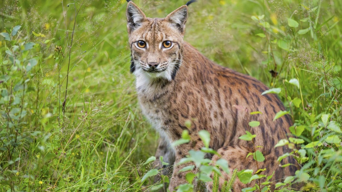 Little Boy Named Lynx Meets a Lynx at the Zoo, but It Doesn't Go as Planned 