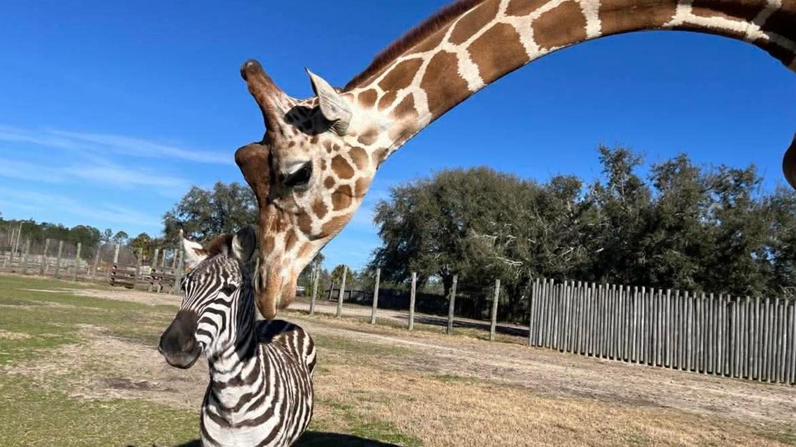 Bullied Baby Zebra Finds Best Friend in a 2,500-Pound Gentle Giraffe 