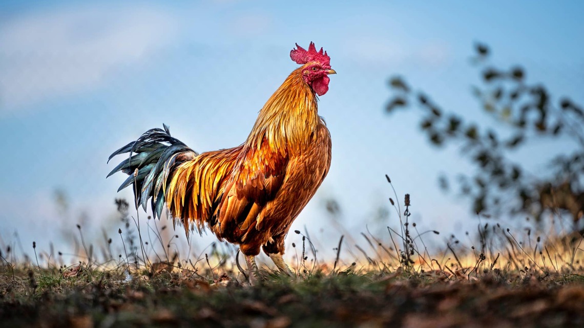 Rooster Greets His Mom With a Dance, and Viewers Are Convinced He's in Love With Her 