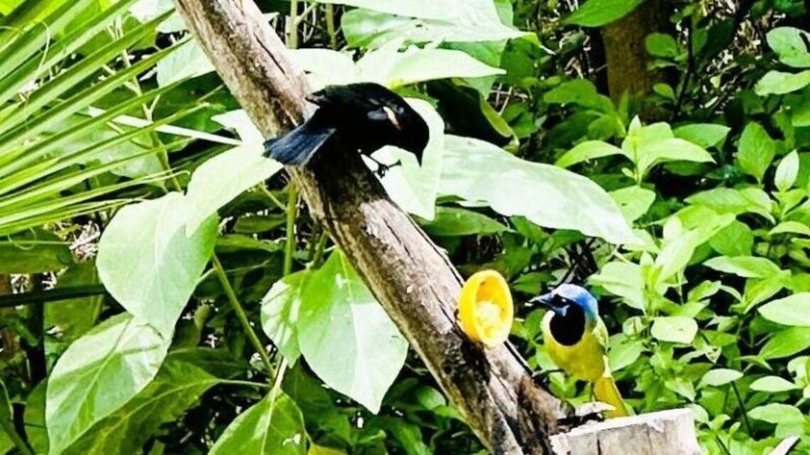 A Road Trip Through South Texas: Birds, Butterflies and Beaches 