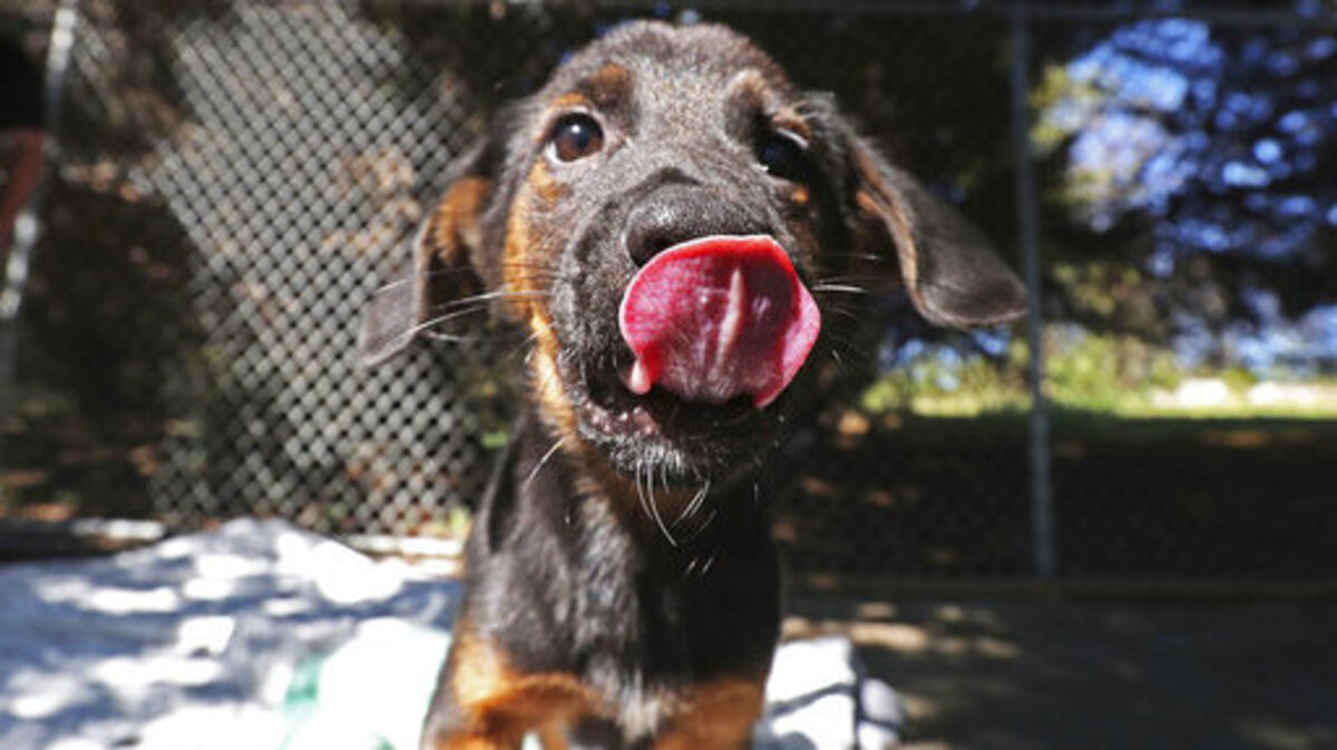 A puppy plays at the Charlottesville-Albemarle SPCA in Charlottesville, Va. There are two events May 11 to benefit rescue dogs: the Great Puppy Parade in Raleigh and Barks & Brews at Hi-Wire Brewing in Durham. There will be adoptable dogs in Durham.