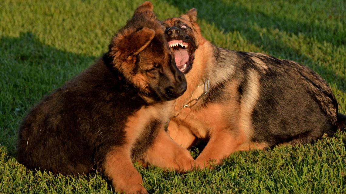 An adult German Shepherd trying to play with a puppy.
