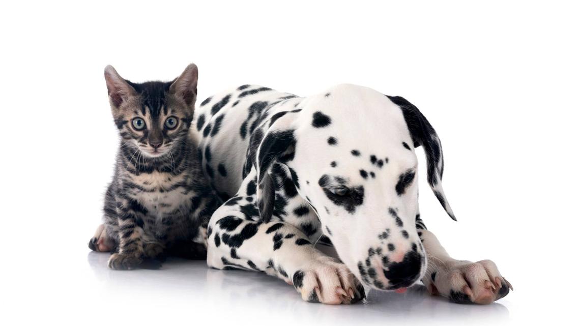 This Dalmatian Got to Keep Her Foster Kitty, and Their Bond Is Too Cute to Handle 