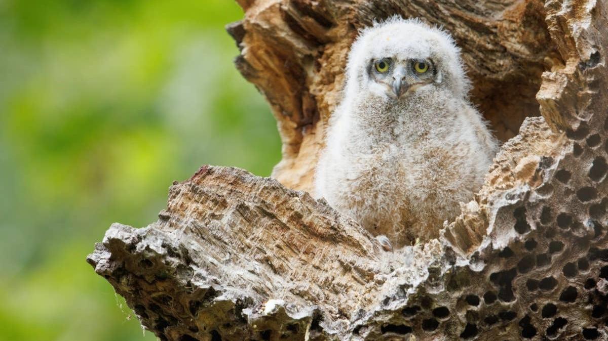 Great Horned owlet in a tree. 
