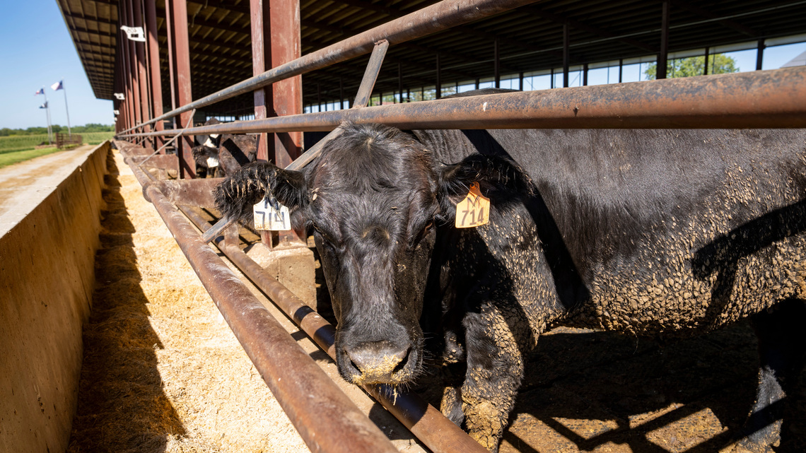 New IRS rule rewards farms for turning manure to gas