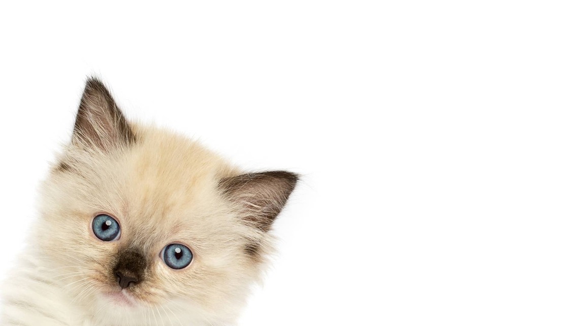 Ragdoll Kitten Is So Tiny and Cute, She's 'Just a Lil Bun, Not a Full Loaf' 