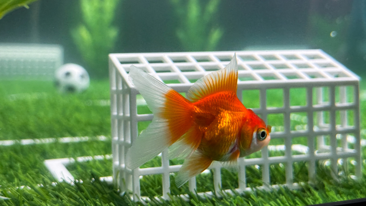 An oranda goldfish named Swimbappe swims next to a miniature soccer goal inside a tank designed like a soccer pitch outside an office building in Toronto, Ontario, Canada, June 19, 2026. Swimbappe, named after France soccer captain Kylian Mbappe, has become a local attraction by making daily World Cup match predictions from his underwater field. Picture taken with a mobile phone. REUTERS/Kyaw Soe Oo