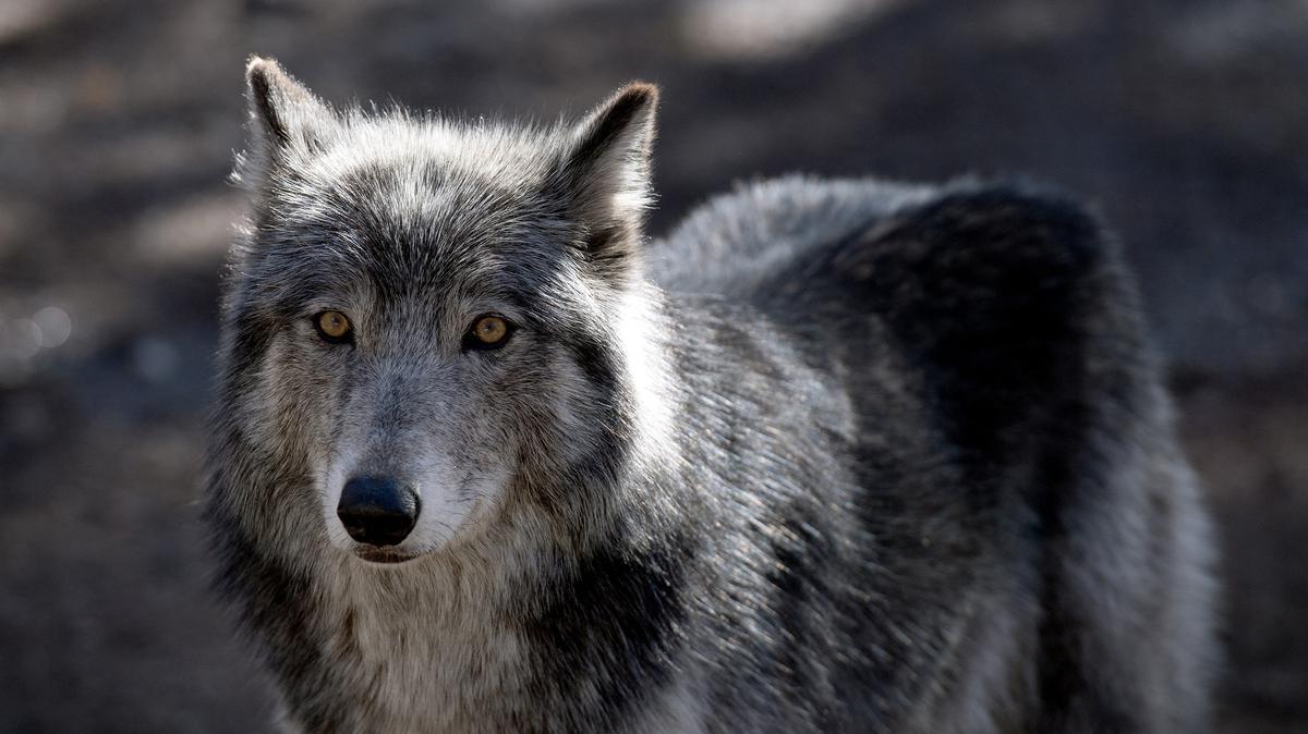 A gray wolf stands inside its enclosure at the Colorado Wolf and Wildlife Center in Divide, Colorado, in 2023. There were 55 gray wolves confirmed alive in California at the end 2025. (Jason Connolly/AFP/Getty Images/TNS)