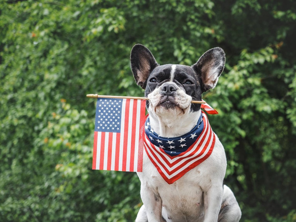  Boston Terrier wearing an American flag bandana and holding an American flag in his mouth.
