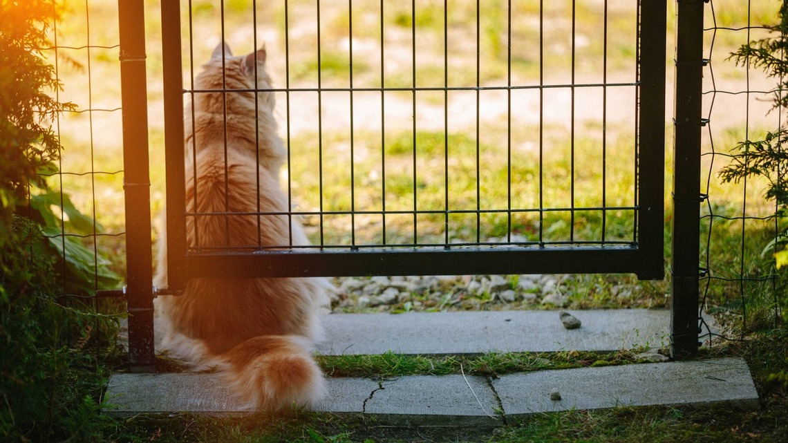 Orange Cat Can't Open the Door, So He Calls in Backup for Help 