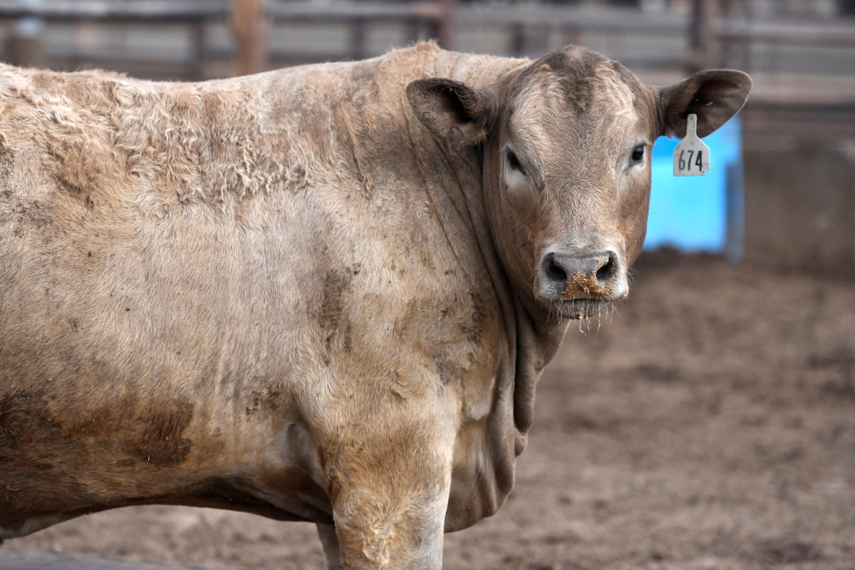 A cow stands in the Lubbock Feeders feedlot, that has 350 acres of feedyard pens, in Lubbock, Texas, U.S., April 22, 2026. REUTERS/Annie Rice