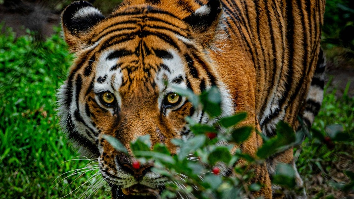 These Tiny Tiger Cubs Represent a Huge Win for an Endangered Species 