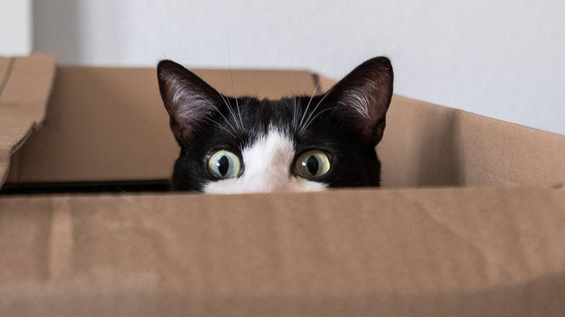 Tuxedo cat hiding in a cardboard box. 