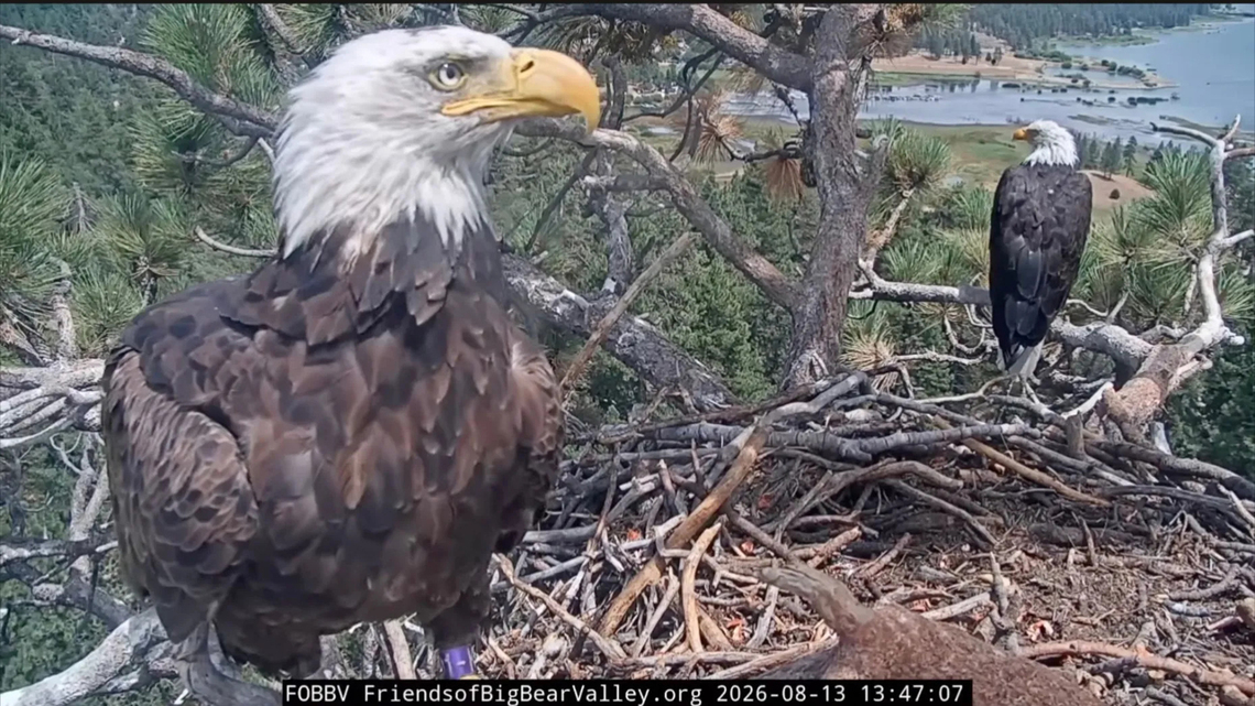 Does Big Bear bald eagle Shadow have a new female friend?