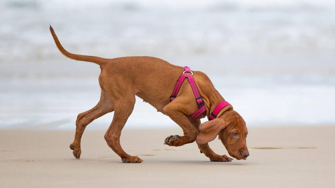 Egg Roll the Foster Puppy Goes to the Beach for the First Time and It's Incredible 