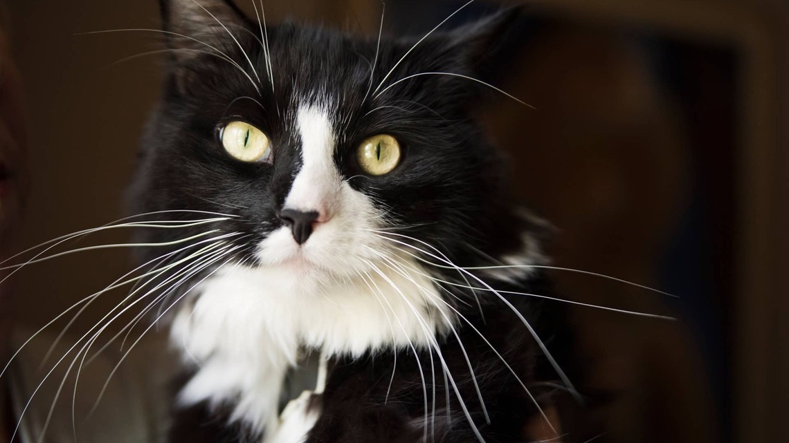 'Talking' Tuxedo Cat Sounds Like Human Teen in Hilarious Clip