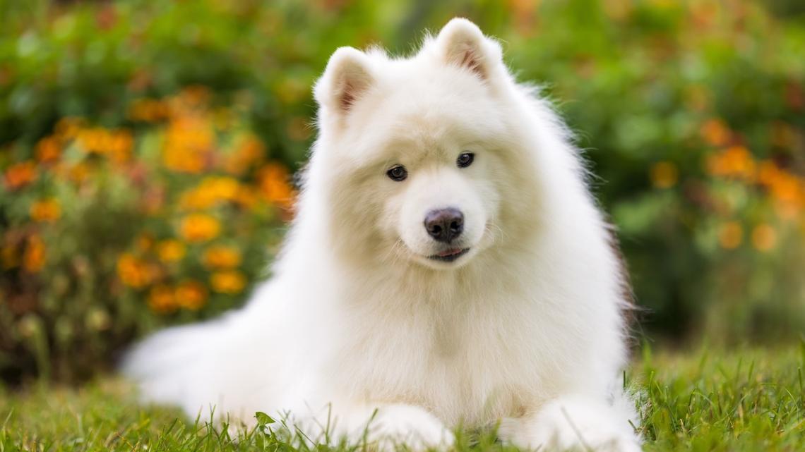Samoyed Meets Baby on NYC Street and Immediately Gives Him 'Shake' 