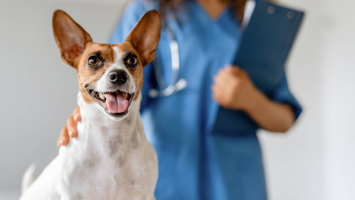 As Vet Costs Rise and Visits Drop, Here's What Every Dog Parent Should Know - According to an Award-Winning Veterinarian 
