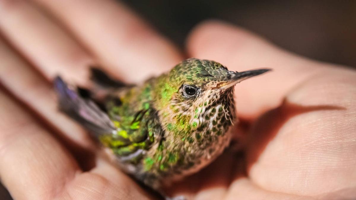 Baby hummingbird in person's hand. 