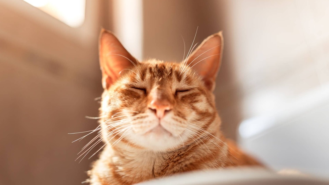 Orange Cat's Precious Head Wobbles Make Him Look Like a Bobblehead Toy 