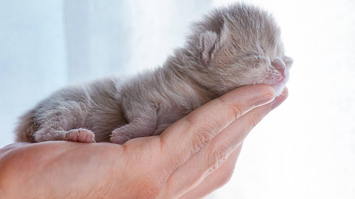Newborn kitten lying in a person's hand. 