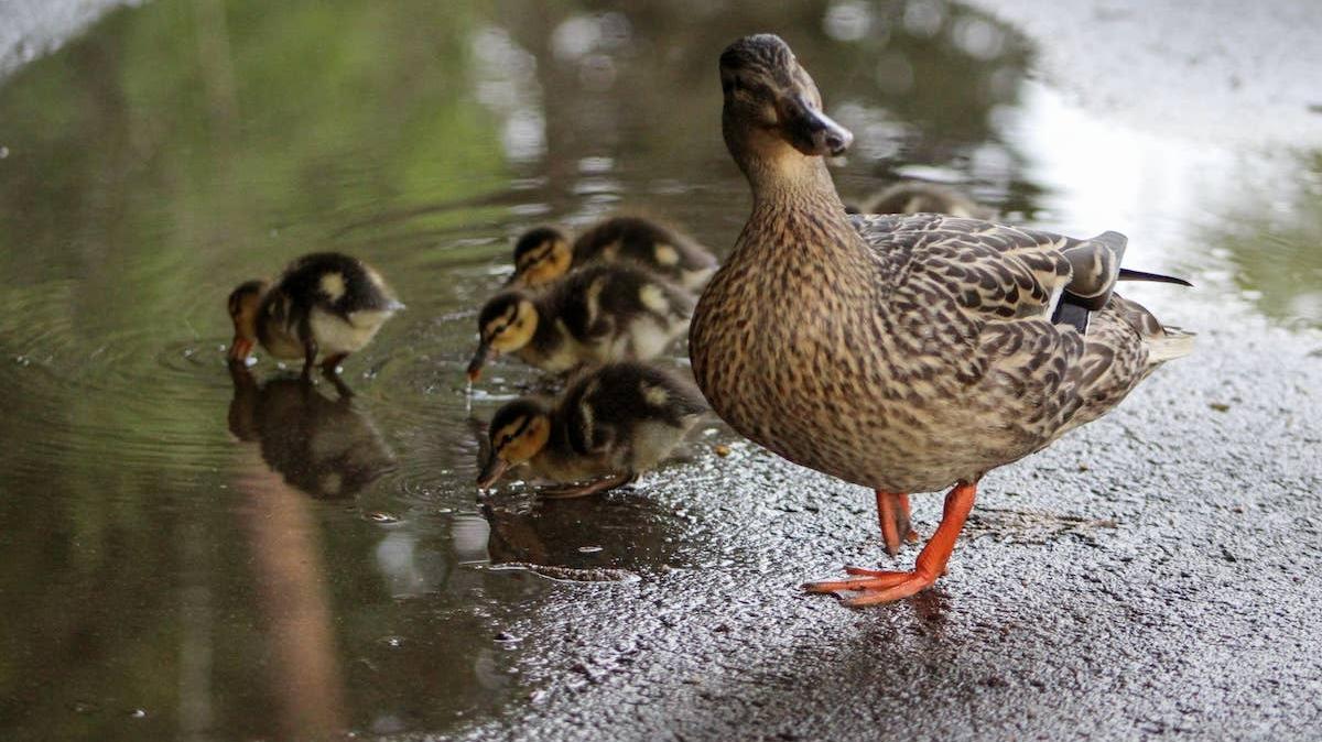Cute duck family in the city. 