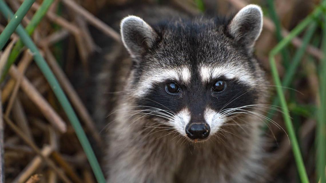 Raccoon close up. 