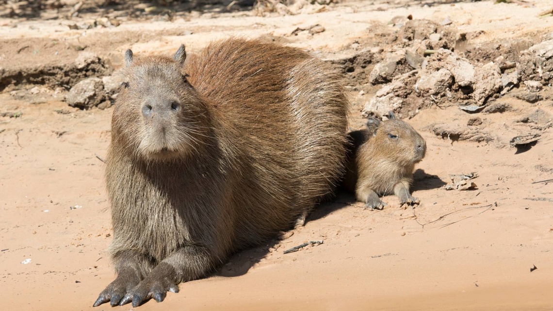 Wildlife Park Guests Get the Cutest Surprise From a Proud Capybara Mom 