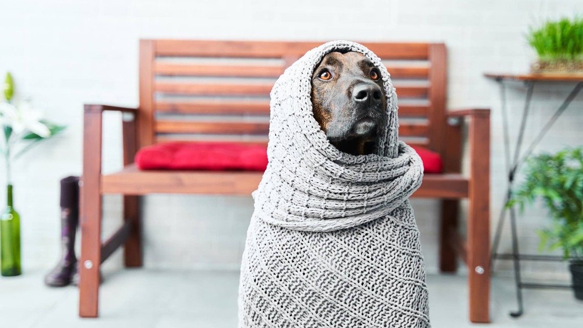 Cold Morning Walks Just Got More Comfortable Thanks to This New Heated Pet Gear 