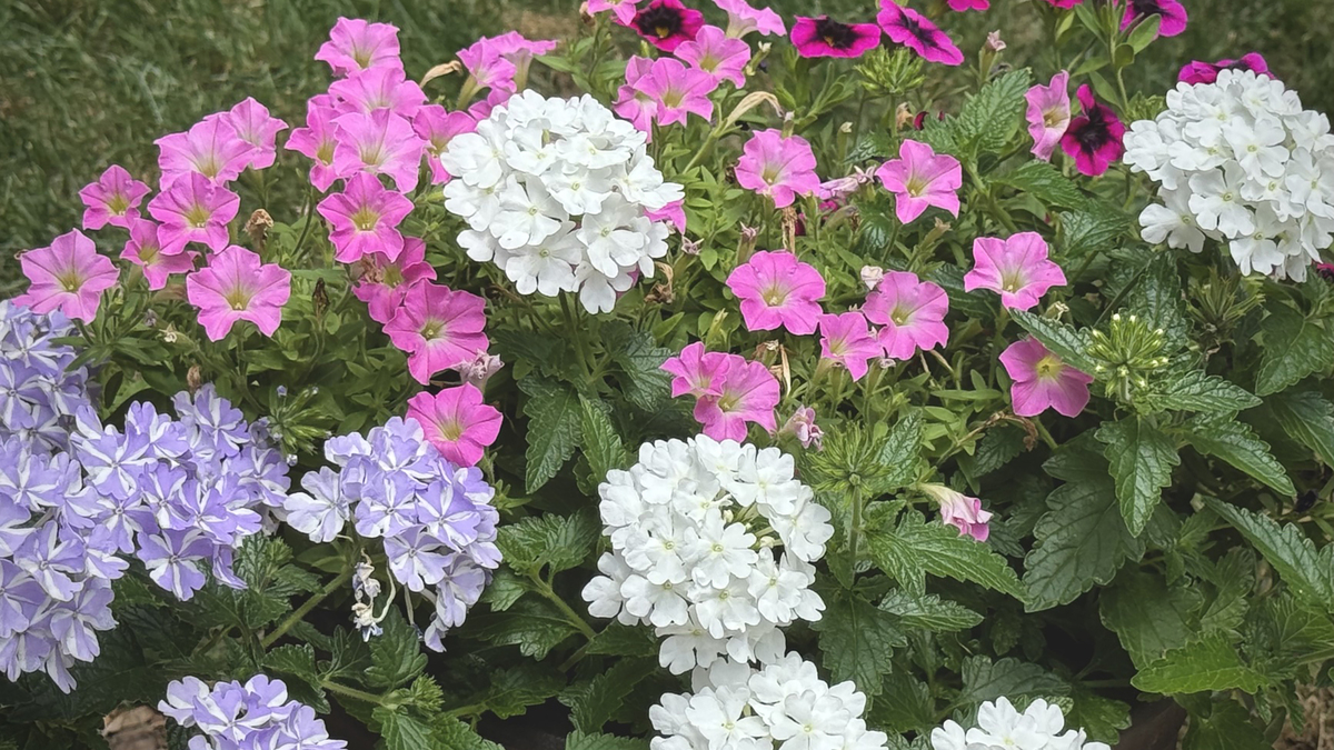 ‘The Garden Guy’ chose a chocolate brown container and designed it with Supertunia Mini Vista Pink Cloud petunias, Superbena Whiteout and Stormburst verbenas, with the Superbells Blackcurrant Punch calibrachoas.