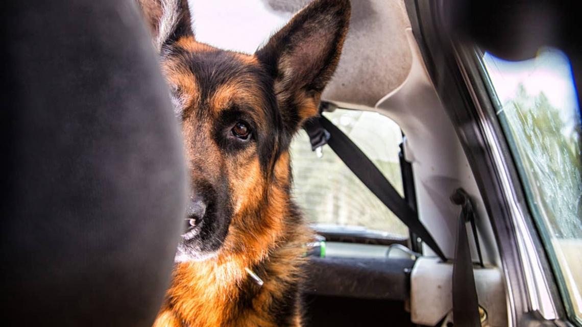 German Shepherd Gets Into the Wrong Car-and Refuses To Get Out 