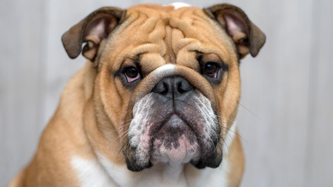 English Bulldog Adorably Fails Paper Cup Obstacle Cup Challenge Mom Set up for Him 