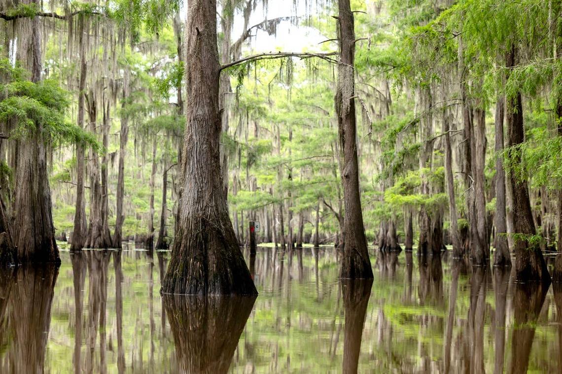  On the borders of Texas and Louisiana alligators lurk in Caddo Lake. 
