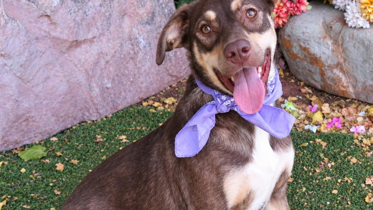Looking to add a pet to your family? Many are available at shelters