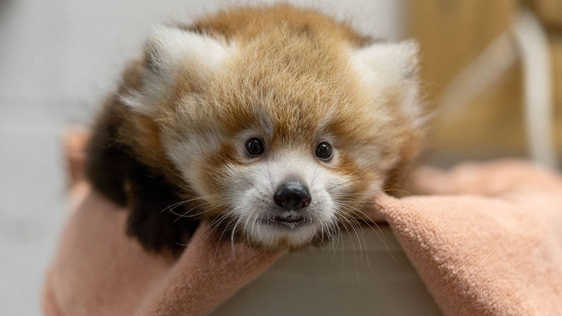 Dolly Parton Just Inspired the Name of an Adorable Baby Red Panda at the Smithsonian National Zoo 