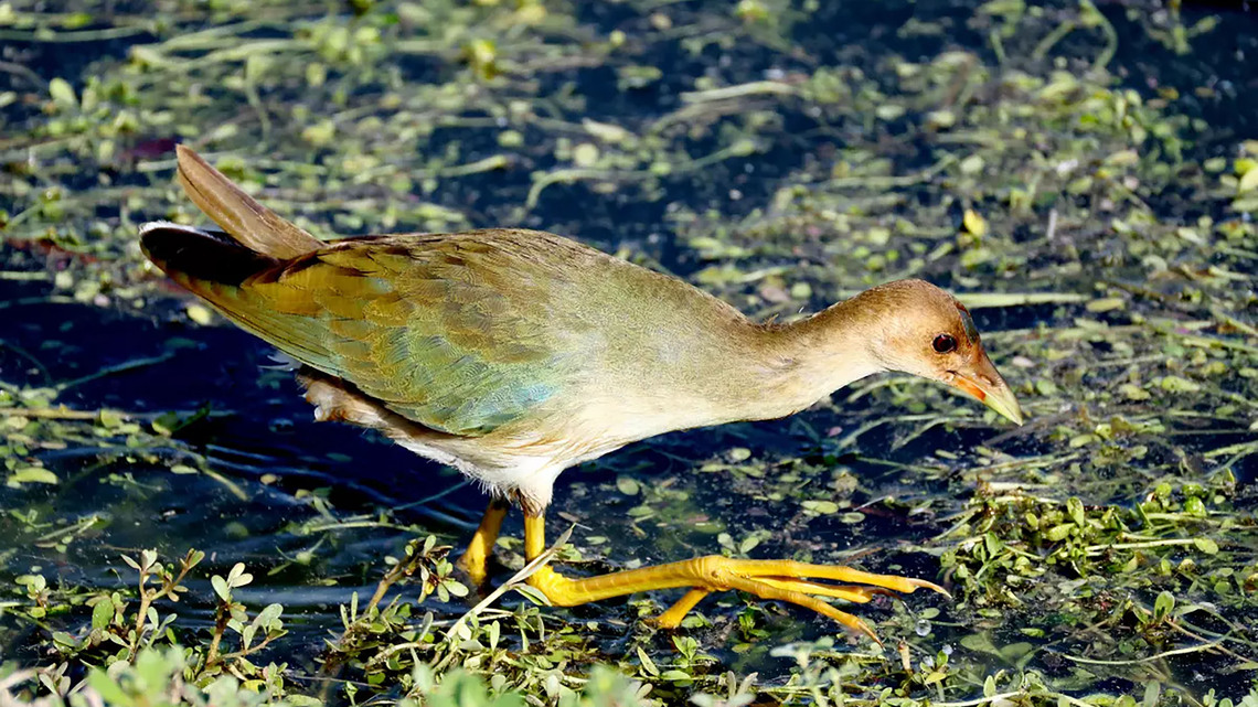 Rare bird draws flocks of Southern California birders to this Irvine marsh to get a glimpse 