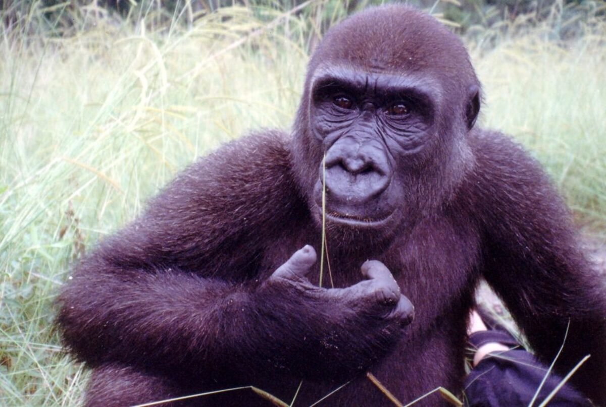  Lengui in 1998 in Pointe Noire, Congo. (Amos Courage / The Aspinall Foundation via SWNS) 