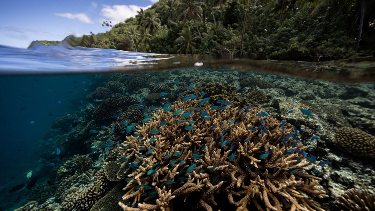 FILE PHOTO: Fish swim at a coral reef inside a 'Rahui' or restricted area in Teahupo'o, Tahiti, French Polynesia, August 4, 2024.  REUTERS/Carlos Barria/File Photo