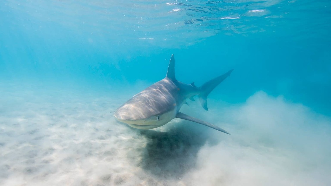 A Shark Species Nearly Wiped Out 50 Years Ago Was Just Spotted Off the New England Coast 
