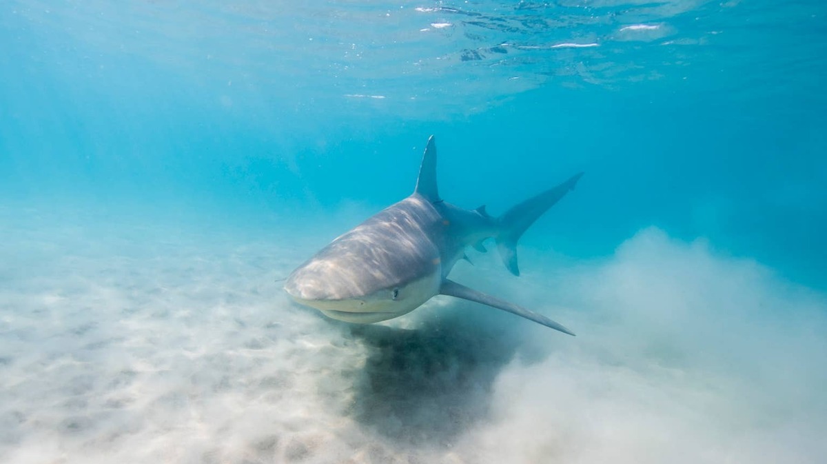 Dusky shark swimming close to ocean floor. 