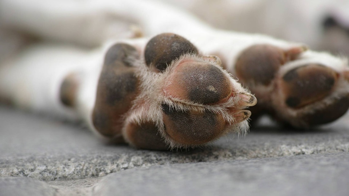 Black and White Cocker Spaniel's Unique Coat Has People Saying: 'If Cruella de Vil Were a Dog' 