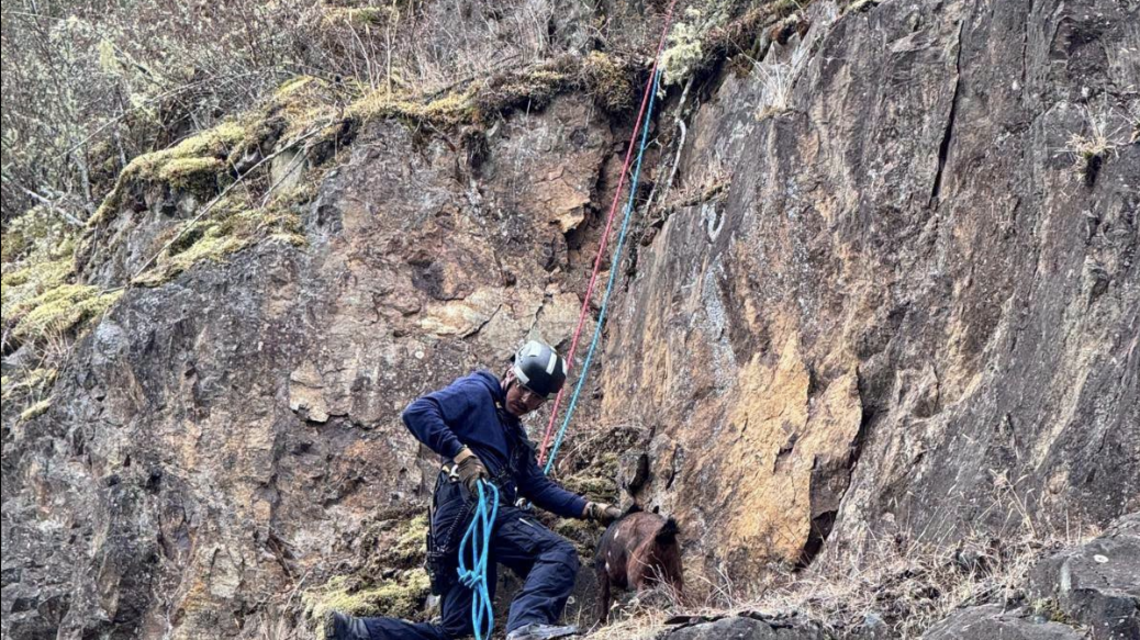 Tiny Goat Spent the Night on a Cliff Ledge Before a Firefighter Rappelled Down With Something Irresistible in His Pocket 