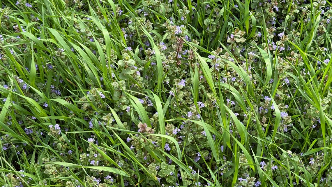If Creeping Charlie Is Taking Over Your Lawn, Now Is the Best Time to Treat It 