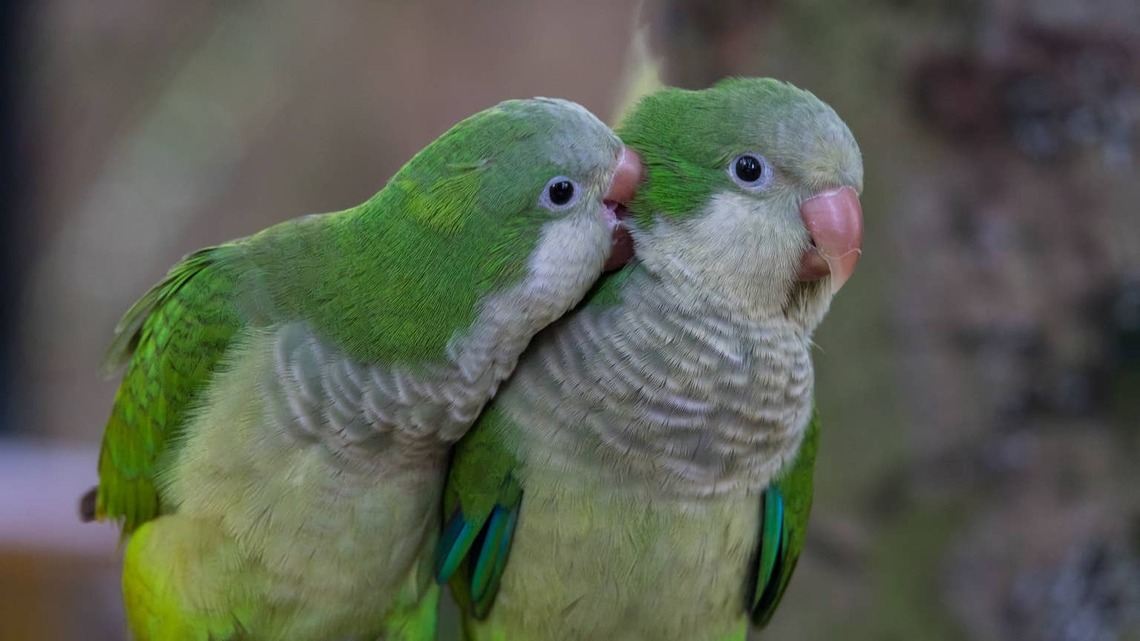 Quaker Parrots Singing 'Five Little Monkeys' Have People Captivated: 'I Can't Take How Precious This Is' 