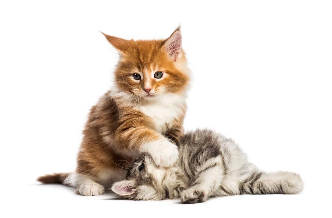  An orange and a gray Maine Coon kitten playing. 