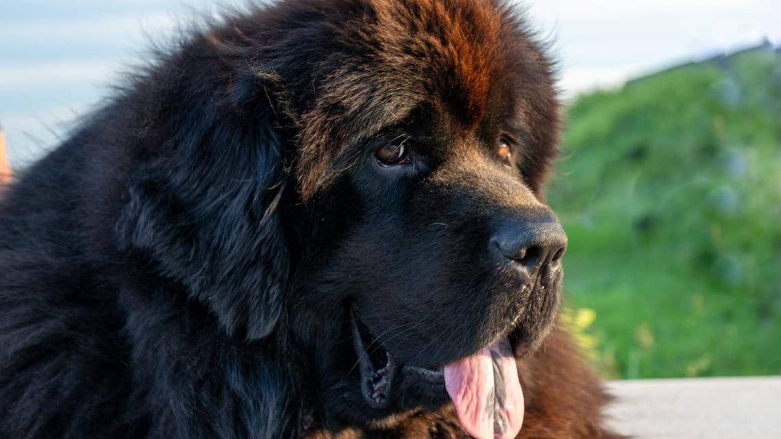 Newfoundland sitting outside. 