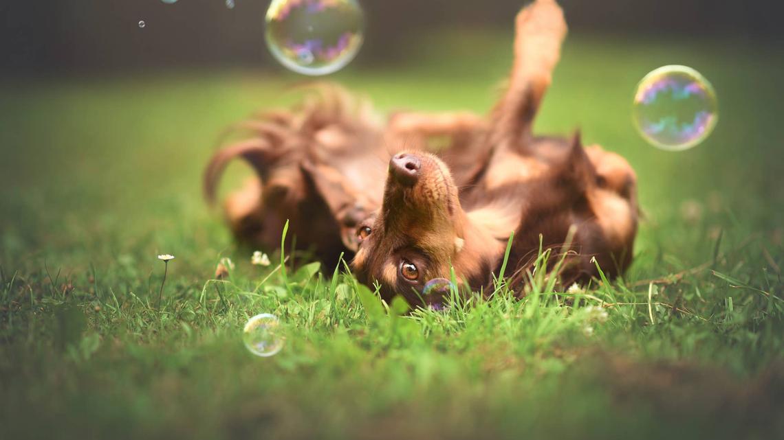 Mini Dachshund Playing With Bubbles Is as Adorable as You'd Expect 