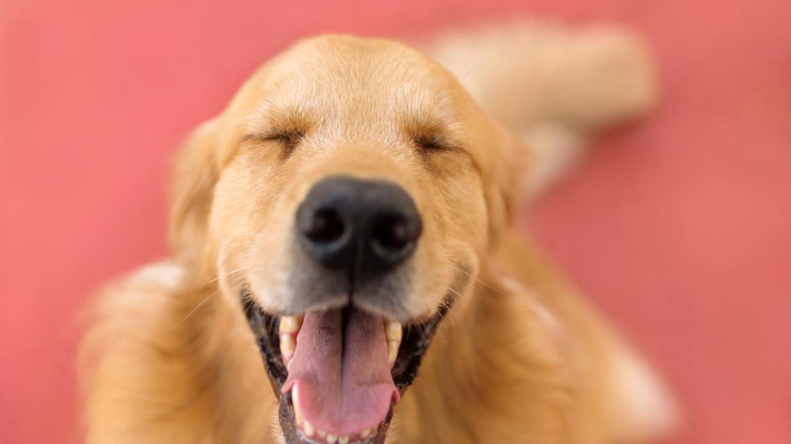 Golden Retriever Wakes Up to Surprise Guest, and His Sweet Reaction Is the Best Thing You'll See Today 