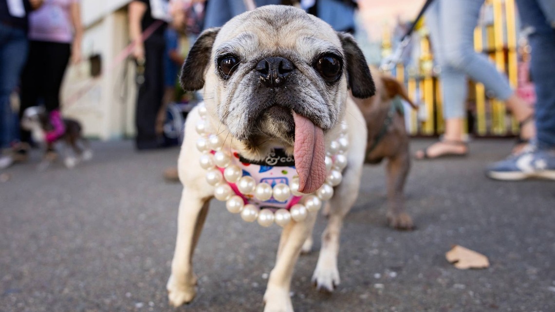 Rescue Pug Crowned 'World's Ugliest Dog,' and Everyone's Saying, 'But She's So Cute!' 
