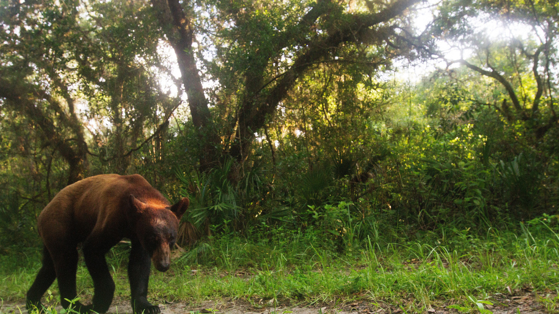 Florida black bear hunt will open in December: Registration starts soon